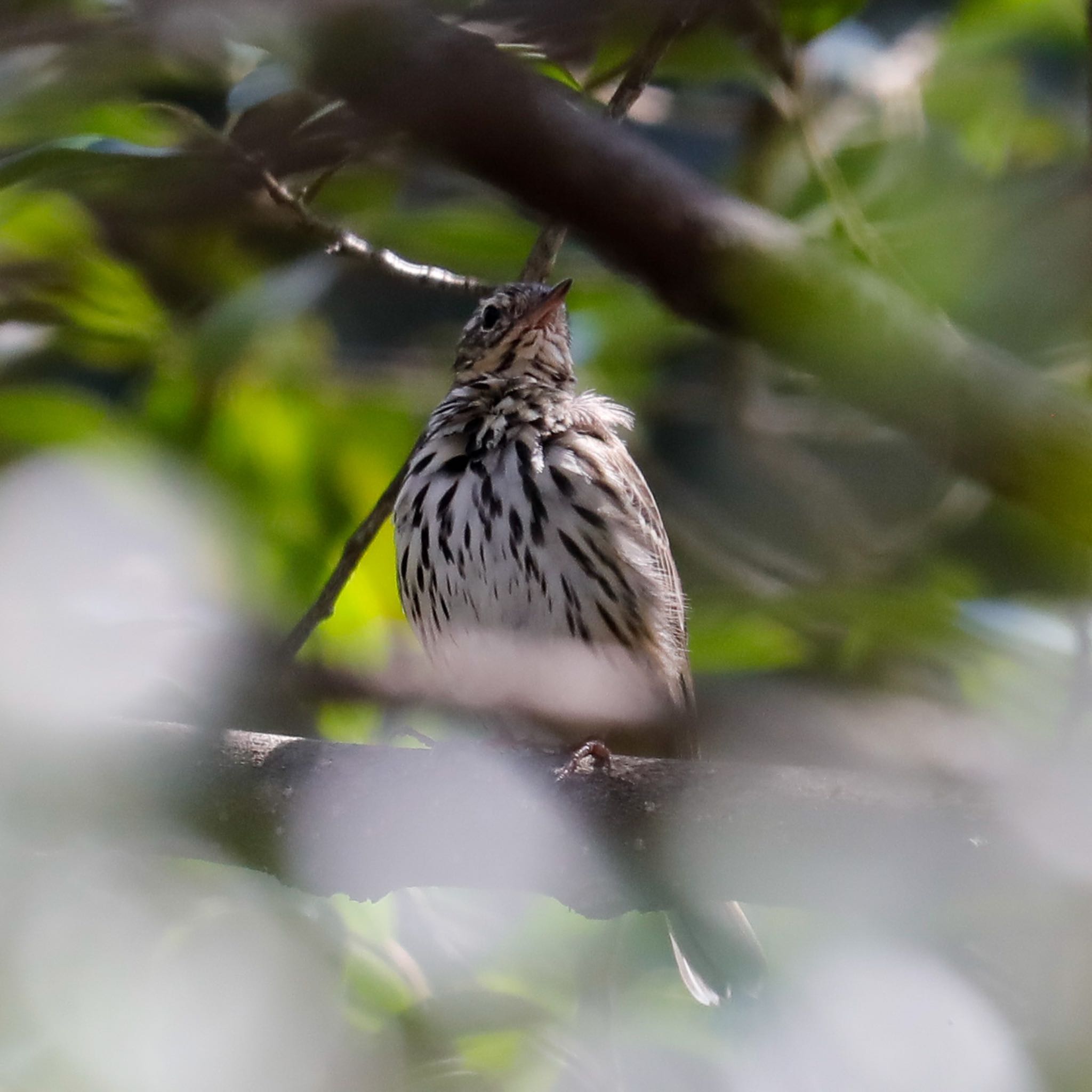 Photo of Olive-backed Pipit at 愛知県尾張旭市 by Sakamoto