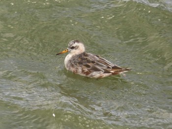 2022年4月16日(土) 銚子漁港の野鳥観察記録