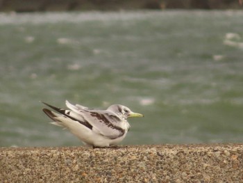 ミツユビカモメ 銚子漁港 2022年4月16日(土)