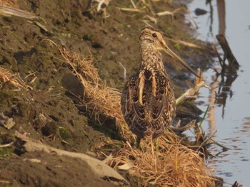 2022年4月16日(土) 妙岐ノ鼻の野鳥観察記録