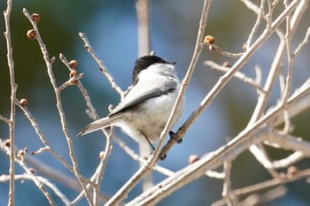 ハシブトガラ 西岡公園(西岡水源地) 2022年4月16日(土)