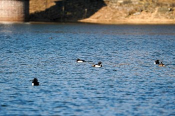 キンクロハジロ 西岡公園(西岡水源地) 2022年4月16日(土)