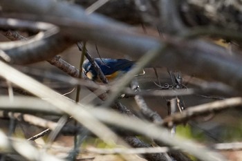 ルリビタキ 西岡公園(西岡水源地) 2022年4月16日(土)