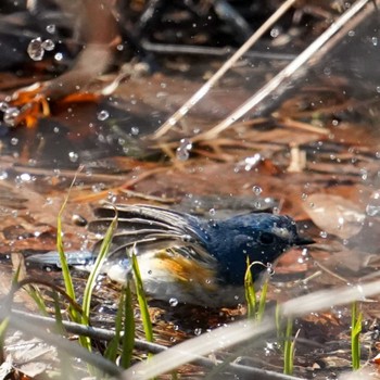 ルリビタキ 西岡公園(西岡水源地) 2022年4月16日(土)