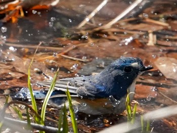 2022年4月16日(土) 西岡公園(西岡水源地)の野鳥観察記録