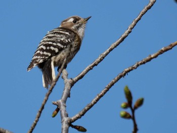 Japanese Pygmy Woodpecker 皆野町 Tue, 4/5/2022