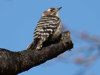 Japanese Pygmy Woodpecker 皆野町 Tue, 4/5/2022