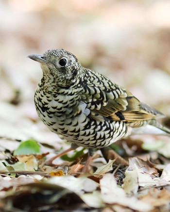 White's Thrush 南公園 Sat, 4/9/2022