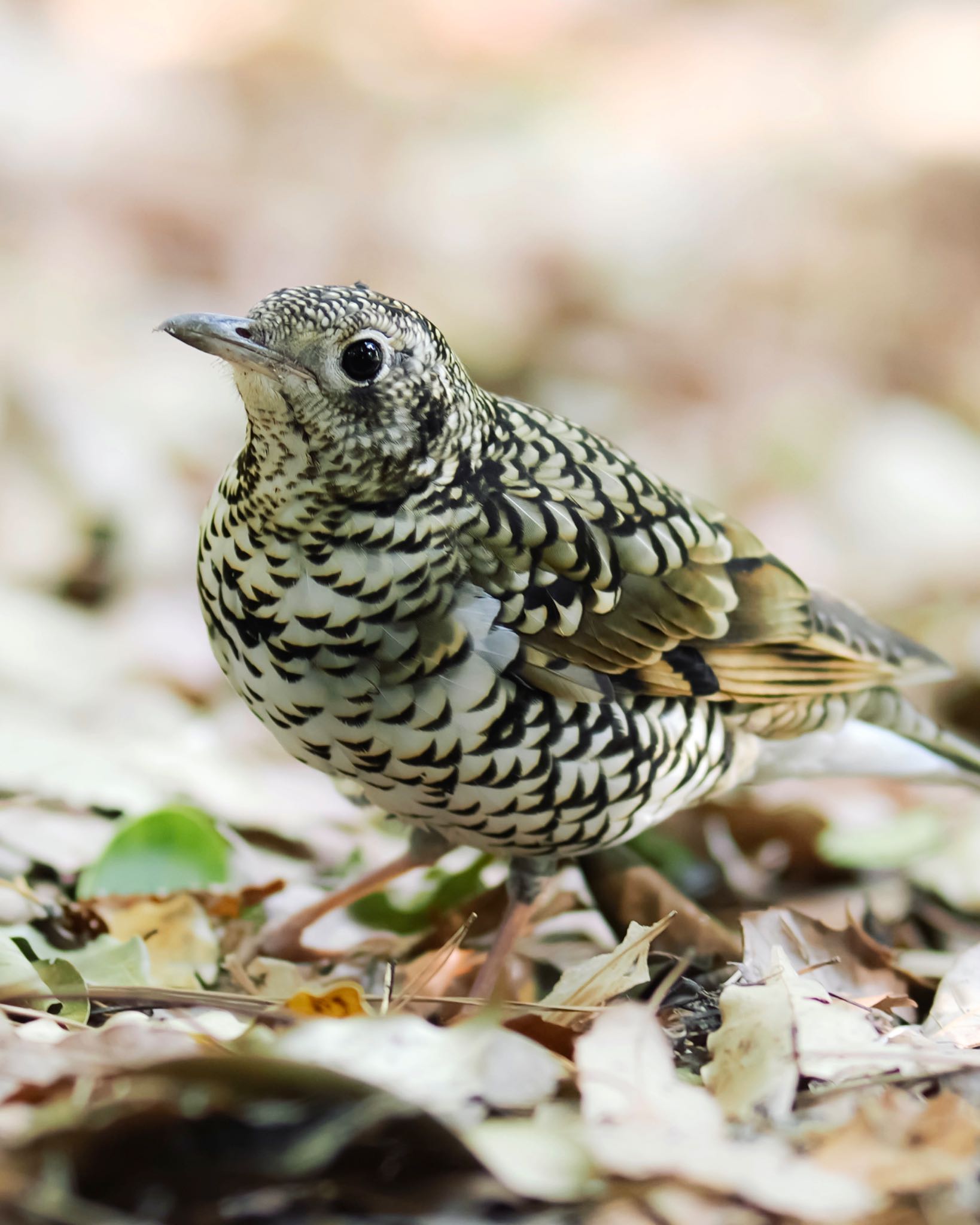 White's Thrush