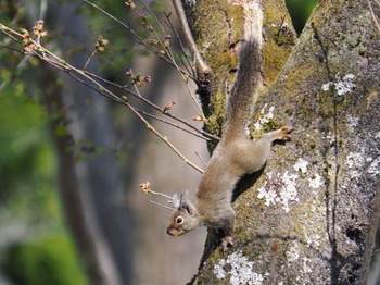 2022年4月11日(月) 一関八幡神社周辺の野鳥観察記録