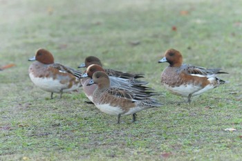 Eurasian Wigeon 京都市　鴨川 Fri, 11/17/2017