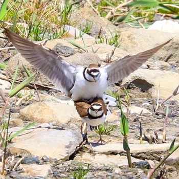 コチドリ 東京港野鳥公園 2022年4月12日(火)