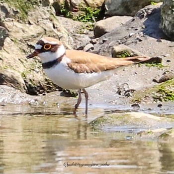 コチドリ 東京港野鳥公園 2022年4月12日(火)