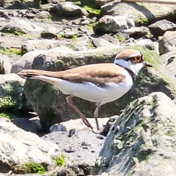 コチドリ 東京港野鳥公園 2022年4月12日(火)