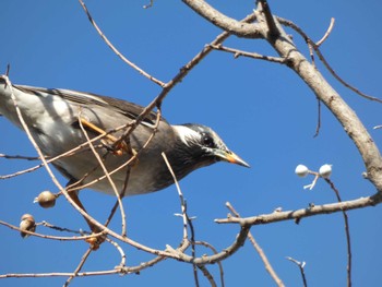 White-cheeked Starling いわき市 Sat, 1/8/2022