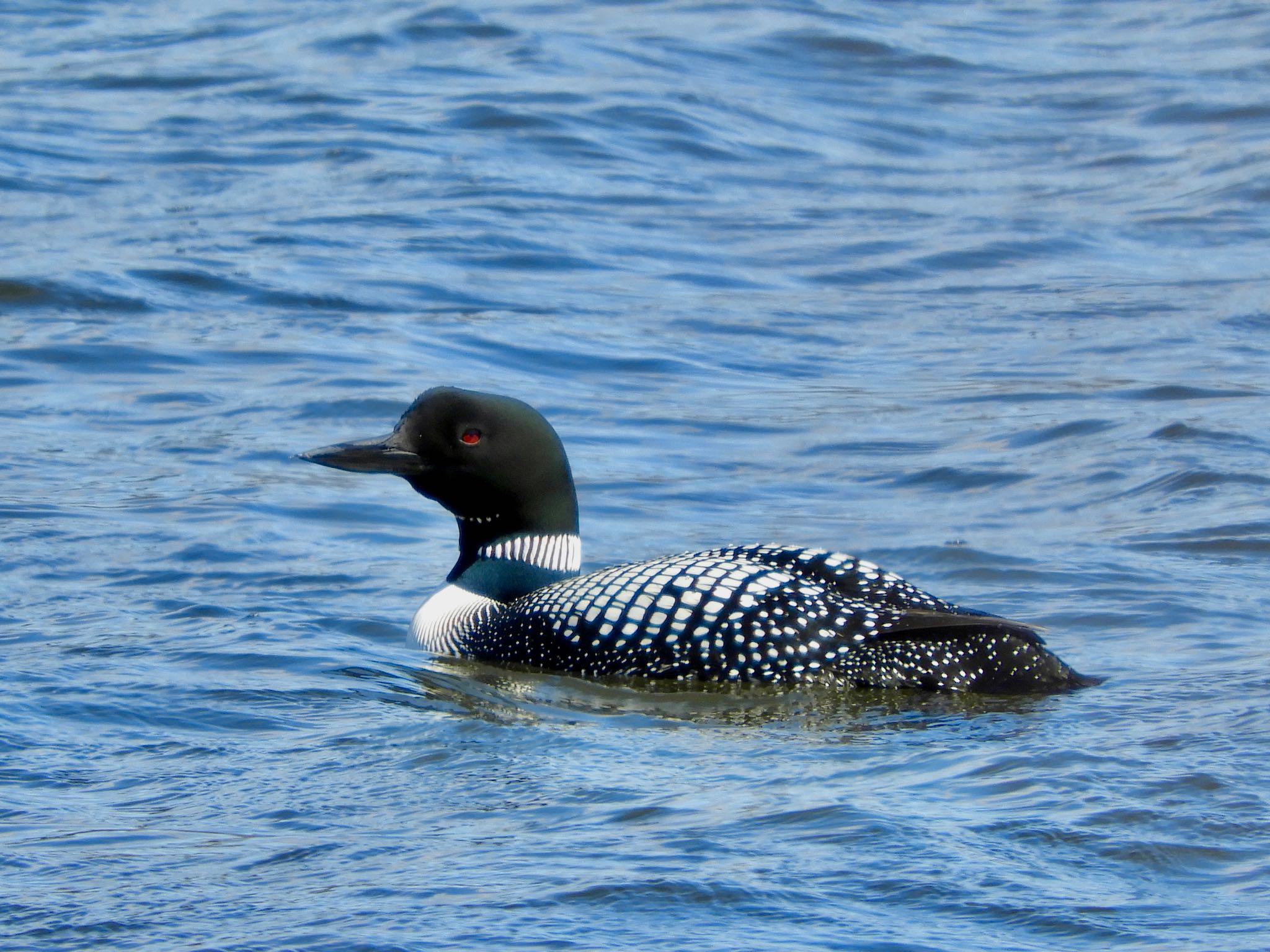 Photo of Common Loon at Lake Como(Minnesota) by たっちゃん365