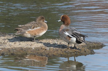 Eurasian Wigeon 京都市　鴨川 Fri, 11/17/2017