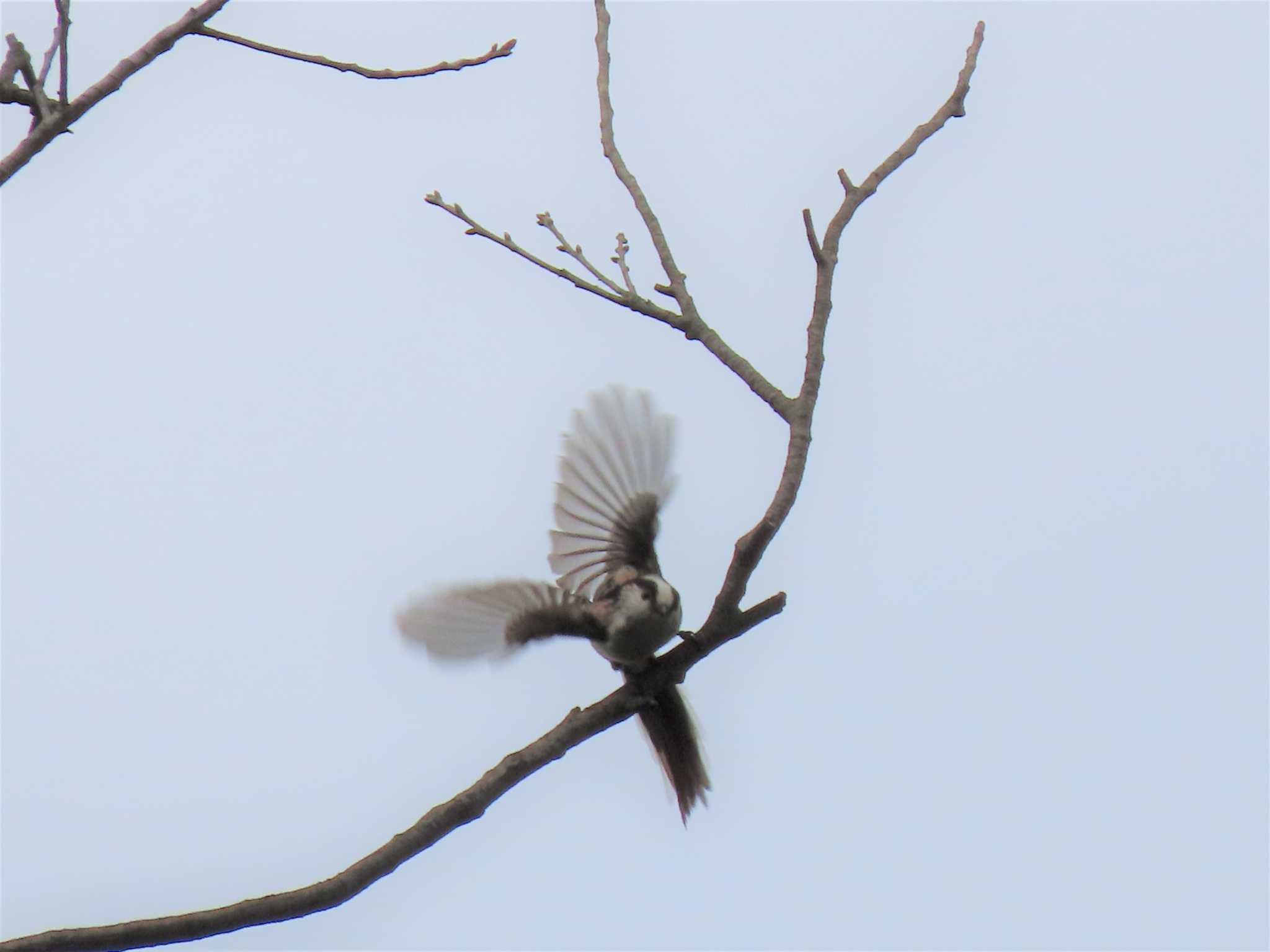 井の頭恩賜公園 エナガの写真 by のぐち