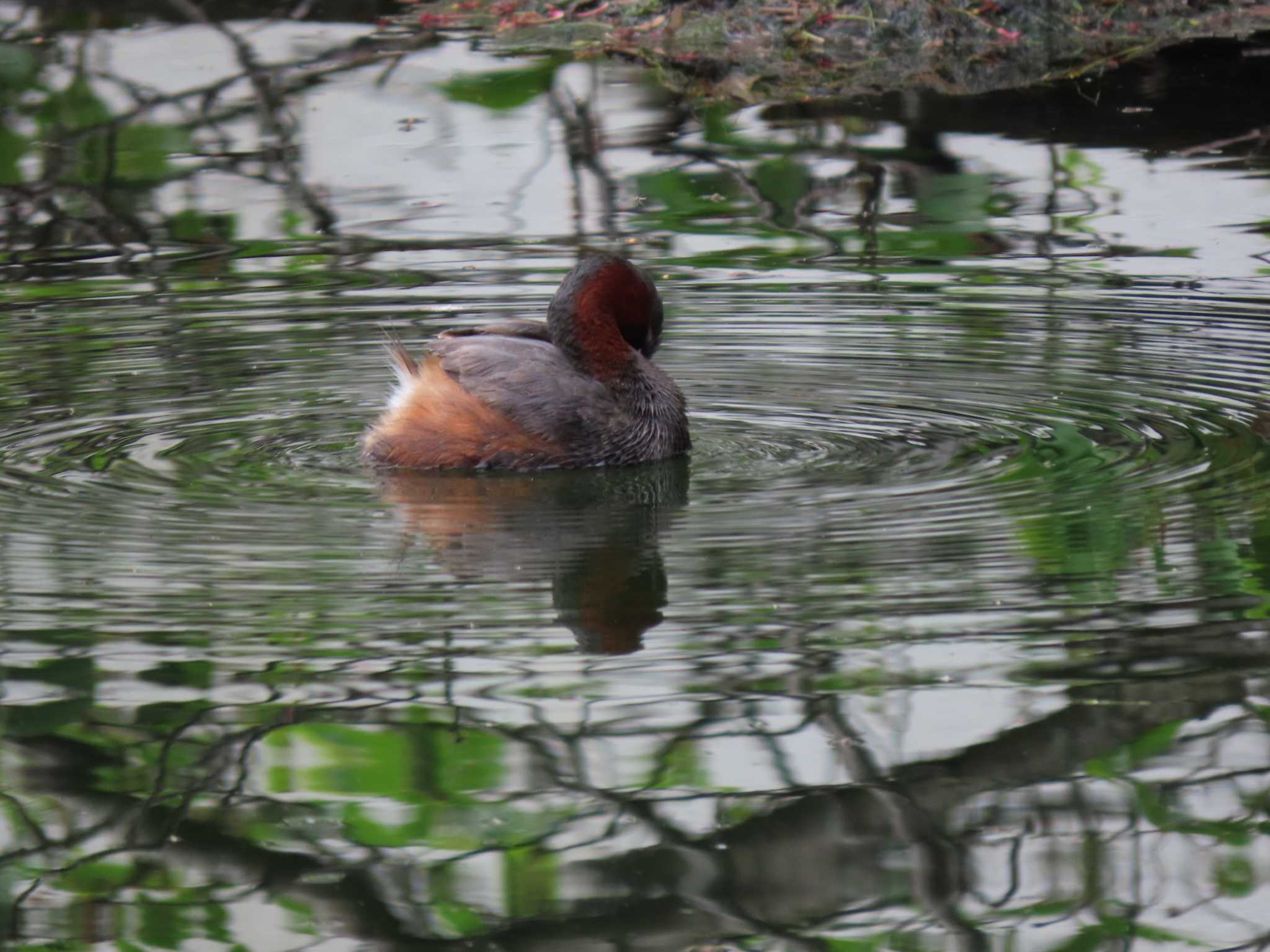 井の頭恩賜公園 カイツブリの写真 by のぐち