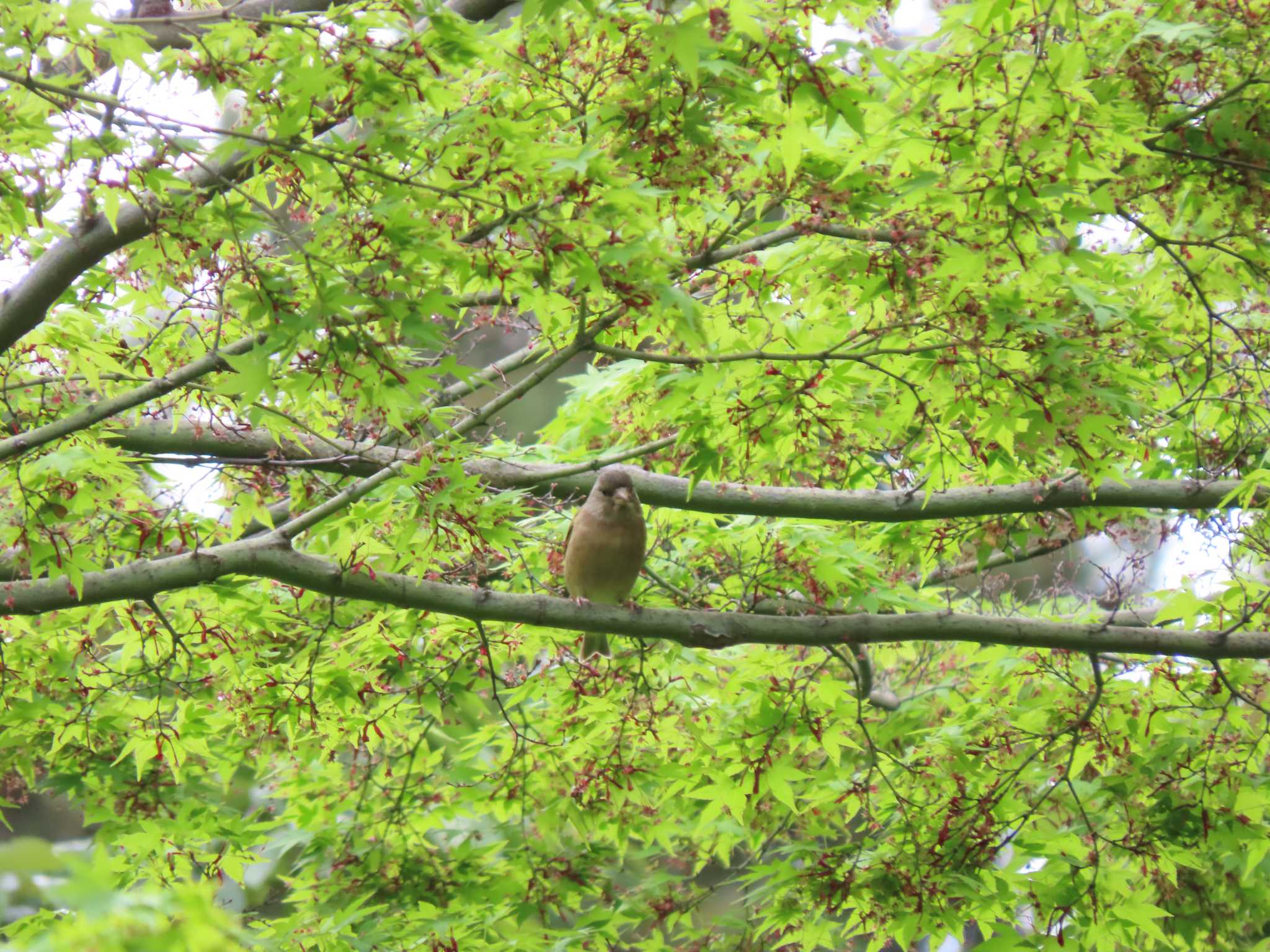 井の頭恩賜公園 カワラヒワの写真 by のぐち