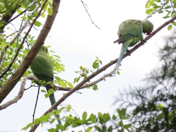 Rose-ringed Parakeet 井の頭恩賜公園 Sat, 4/16/2022