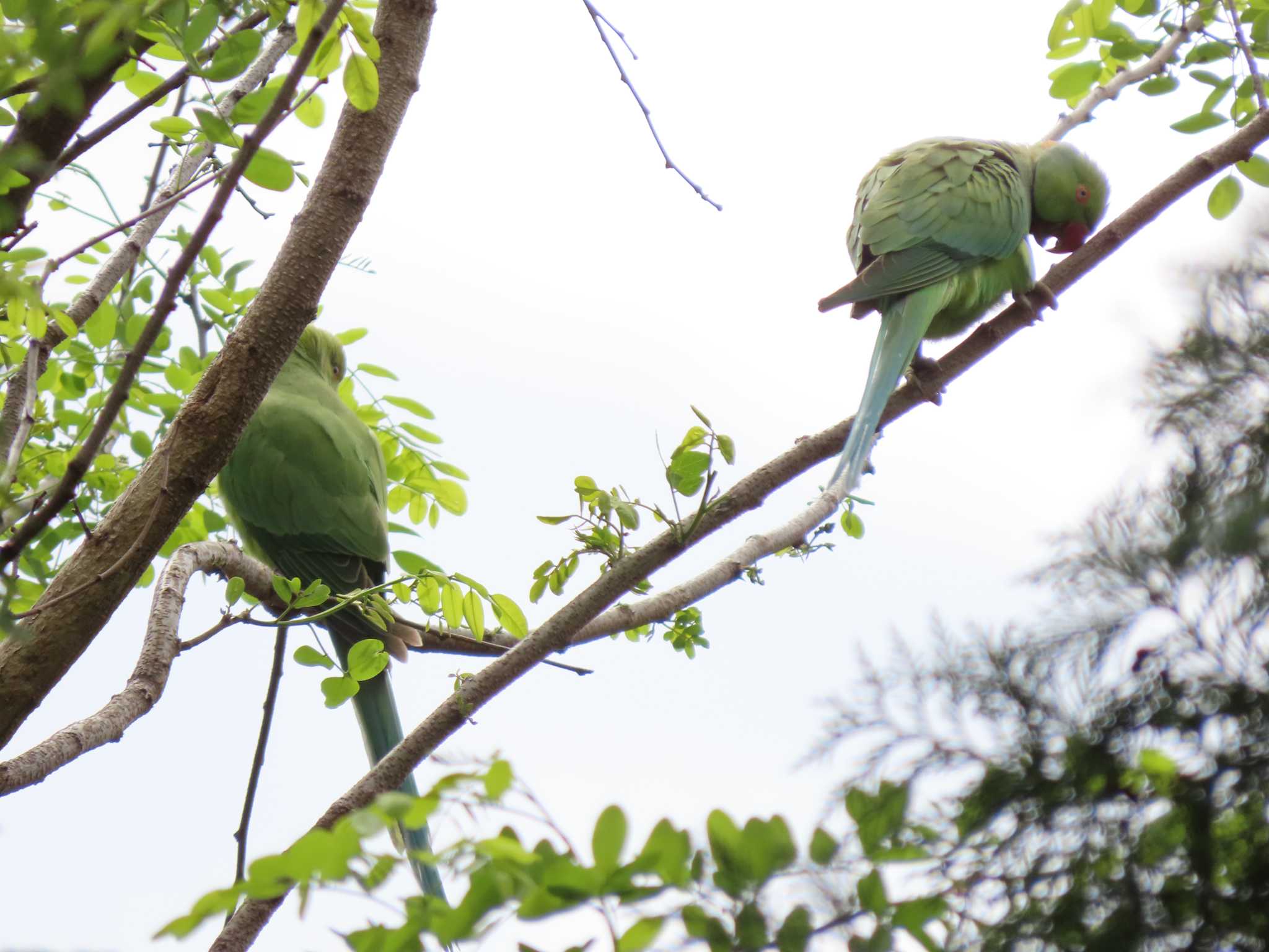 井の頭恩賜公園 ホンセイインコの写真 by のぐち