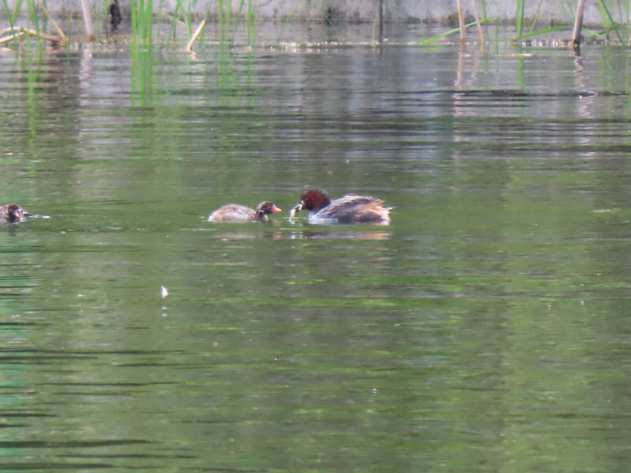 井の頭恩賜公園 カイツブリの写真 by のぐち