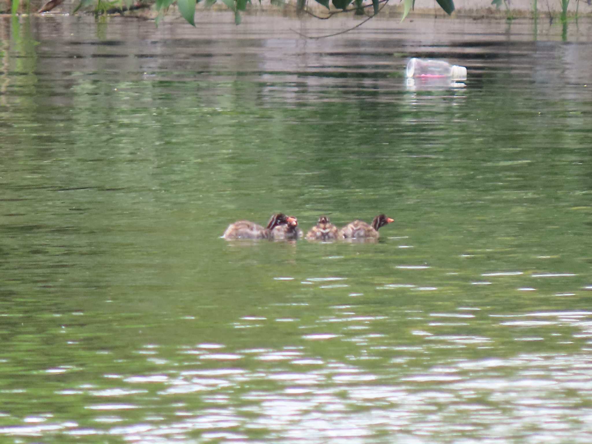 井の頭恩賜公園 カイツブリの写真 by のぐち