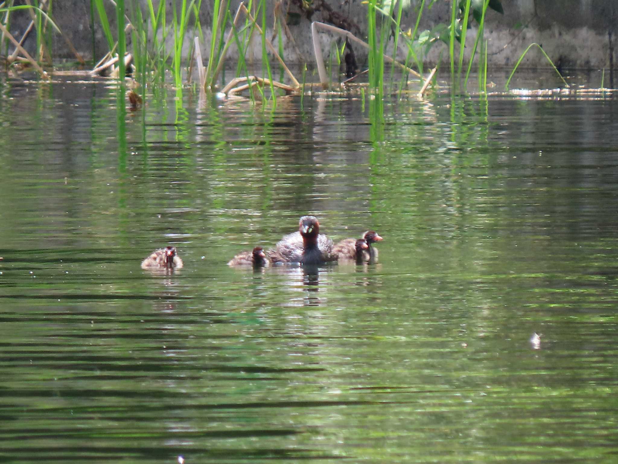 井の頭恩賜公園 カイツブリの写真 by のぐち