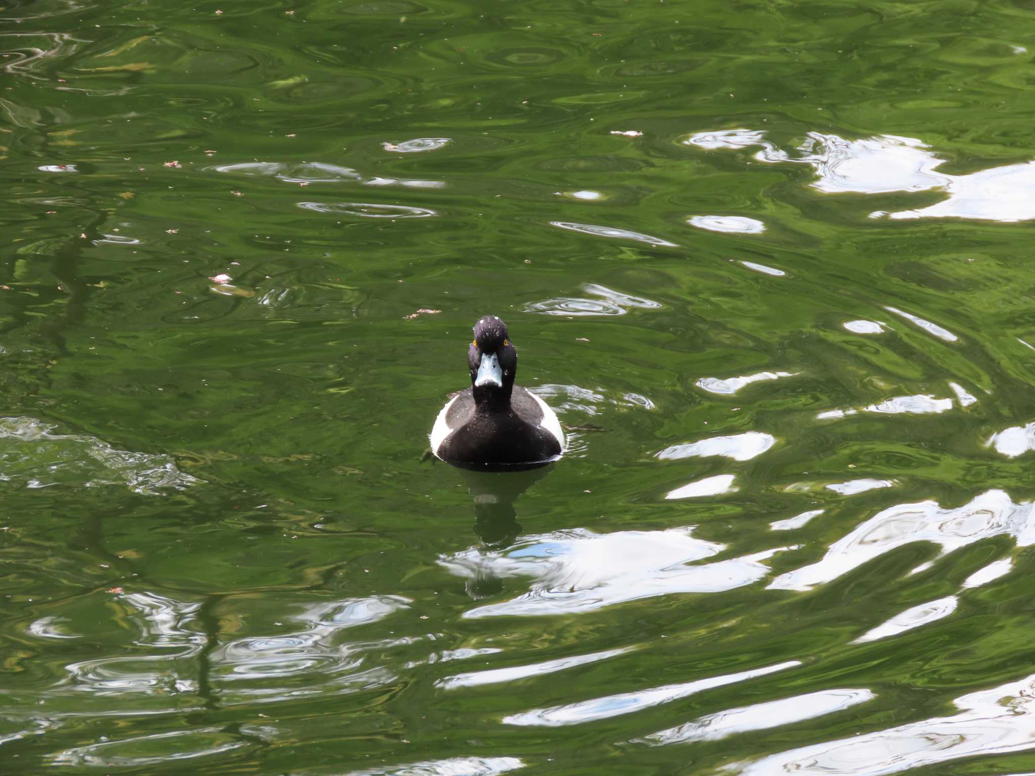 井の頭恩賜公園 キンクロハジロの写真 by のぐち