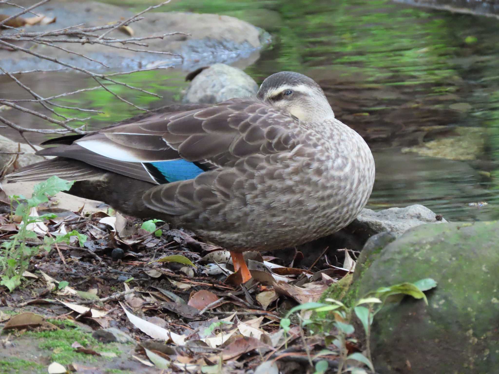 井の頭恩賜公園 カルガモの写真 by のぐち