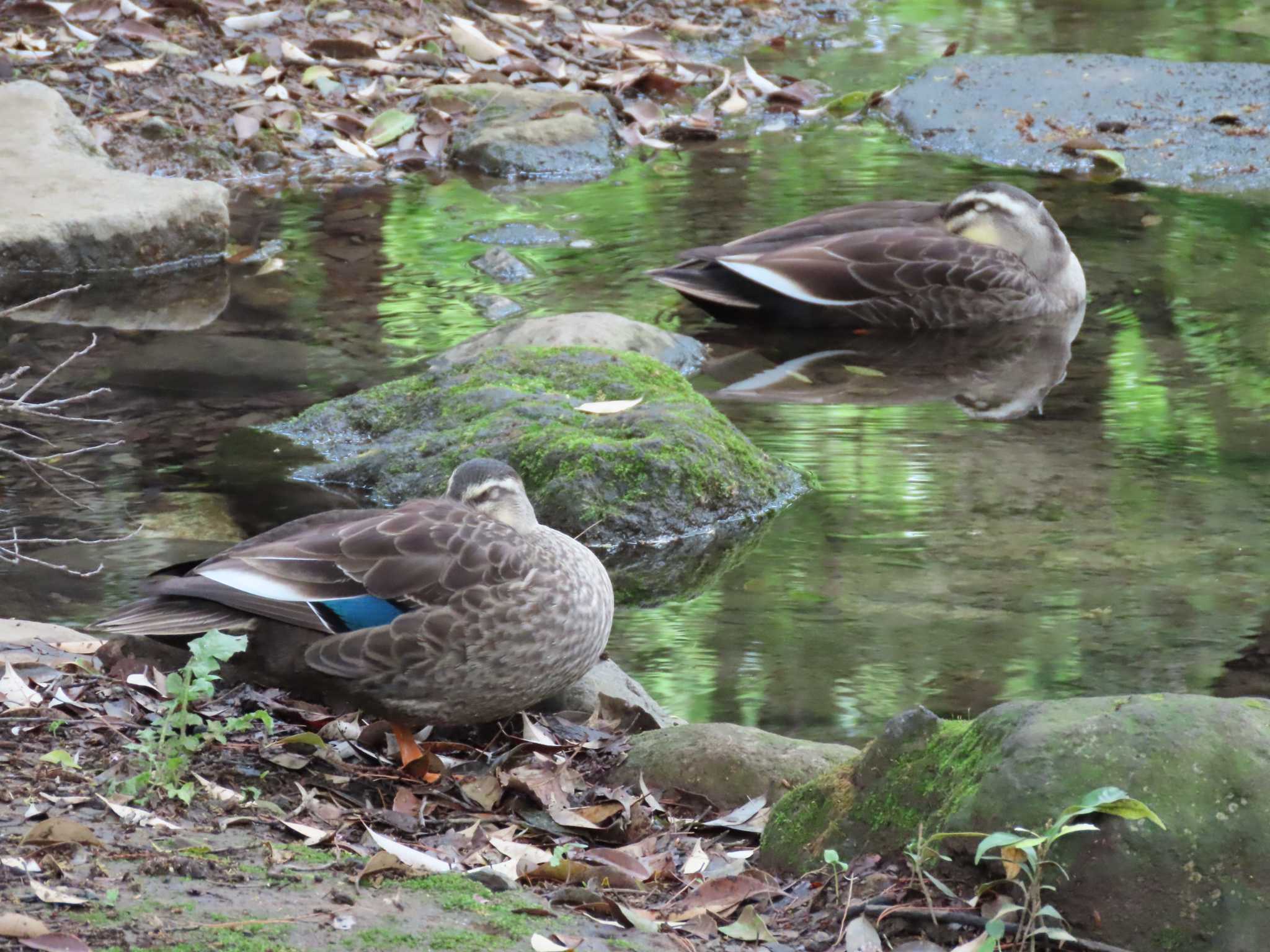 井の頭恩賜公園 カルガモの写真 by のぐち