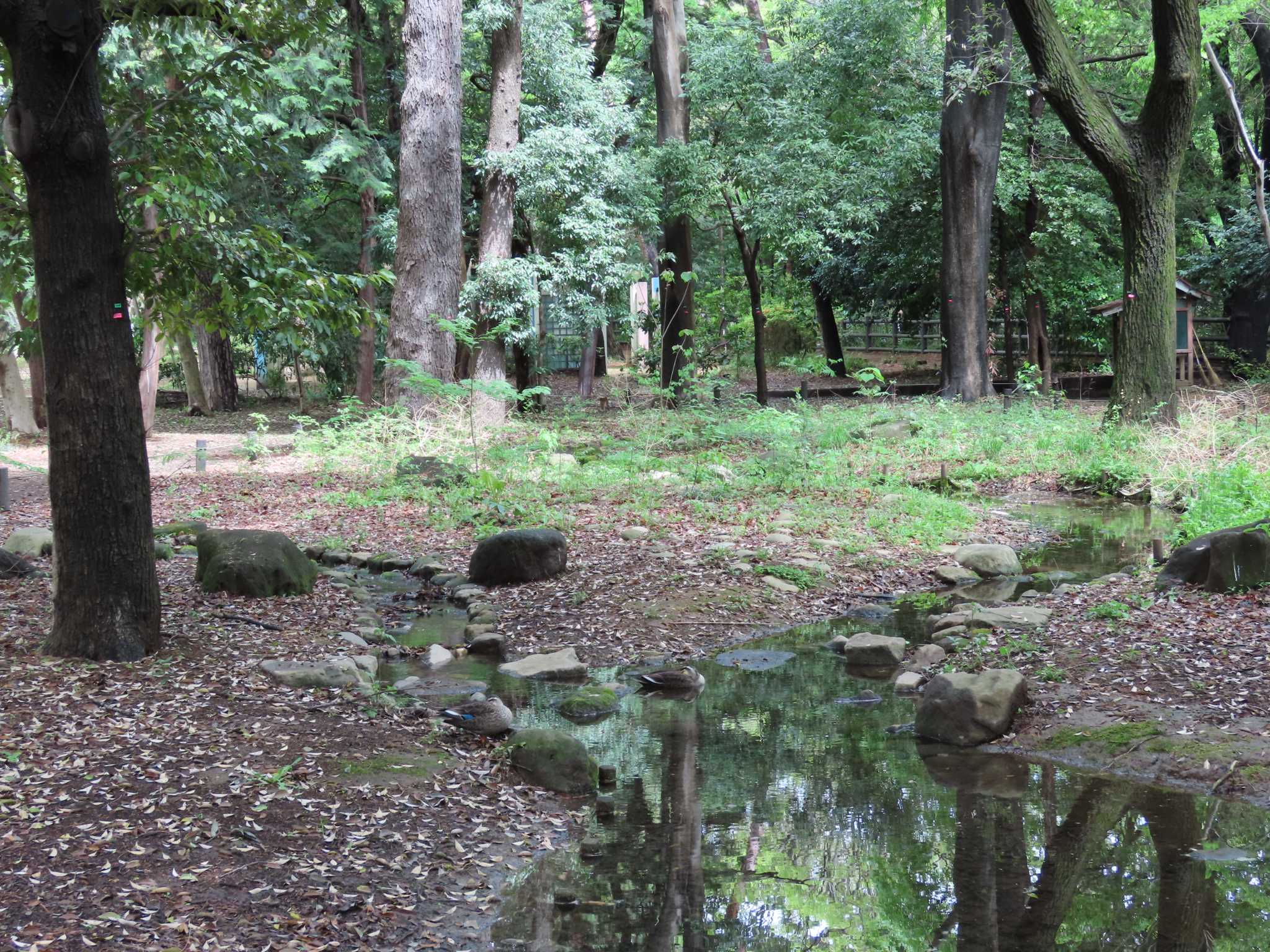 井の頭恩賜公園 カルガモの写真 by のぐち