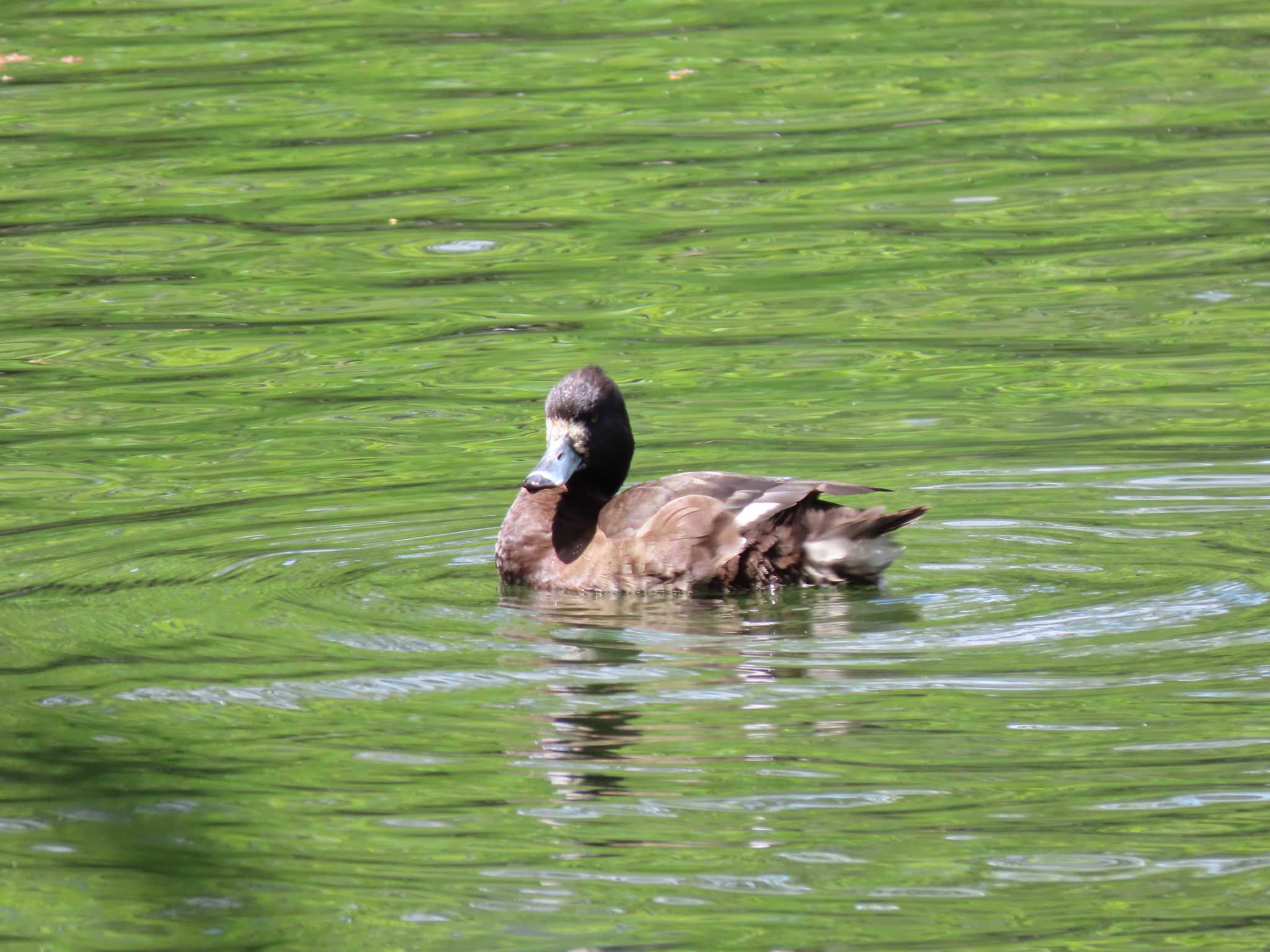 井の頭恩賜公園 キンクロハジロの写真 by のぐち