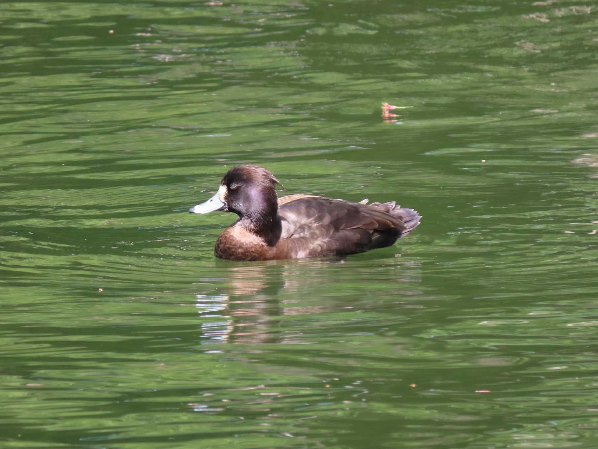 井の頭恩賜公園 キンクロハジロの写真 by のぐち