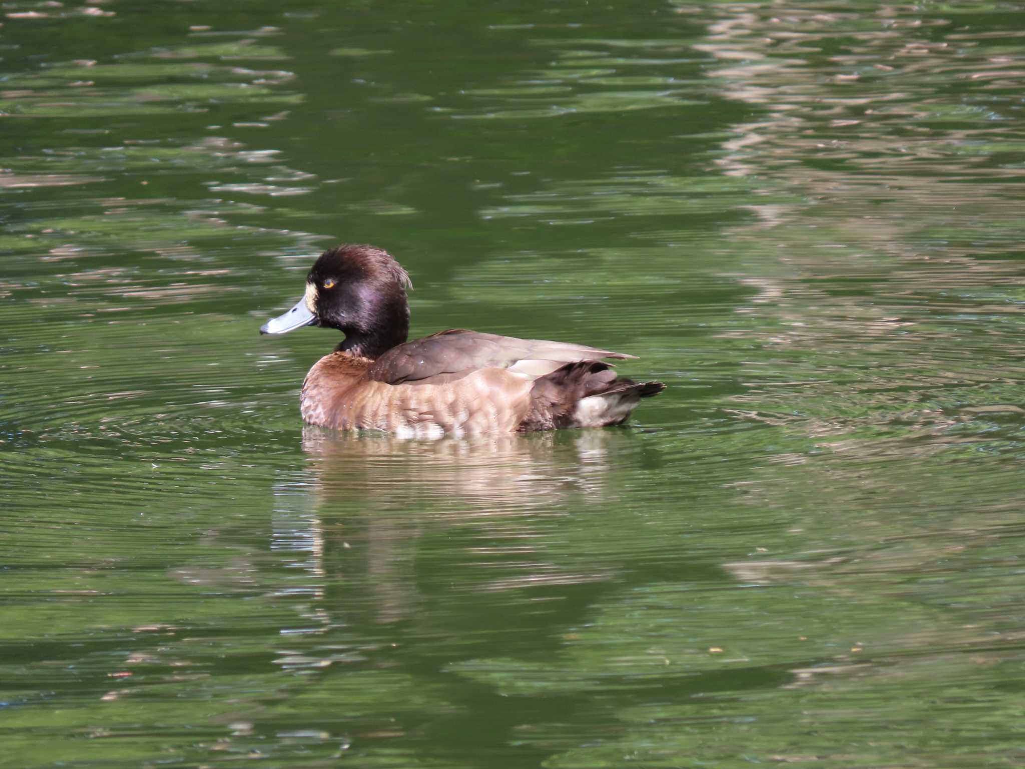 井の頭恩賜公園 キンクロハジロの写真 by のぐち