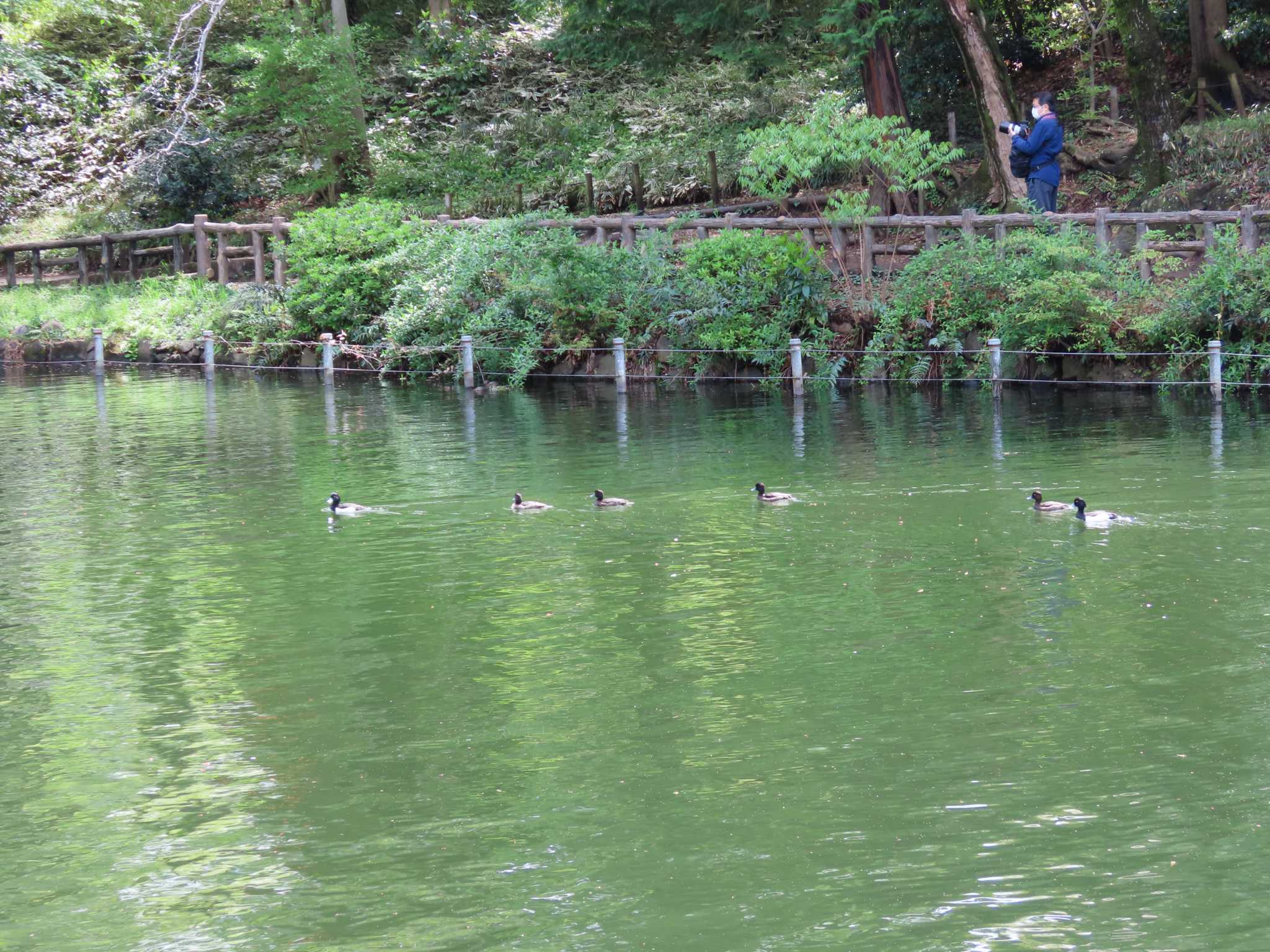 井の頭恩賜公園 キンクロハジロの写真 by のぐち