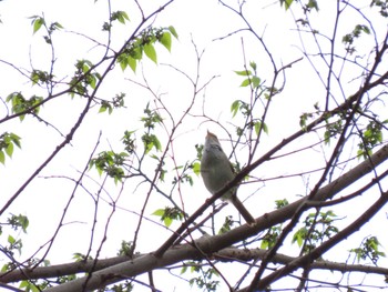 2022年4月16日(土) 井の頭恩賜公園の野鳥観察記録