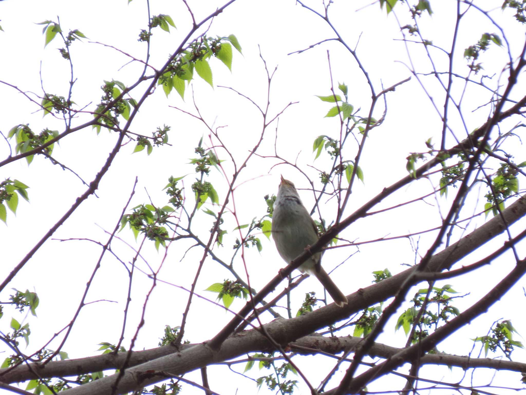 井の頭恩賜公園 ウグイスの写真 by のぐち