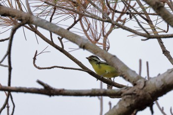 Yellow-bellied Tit