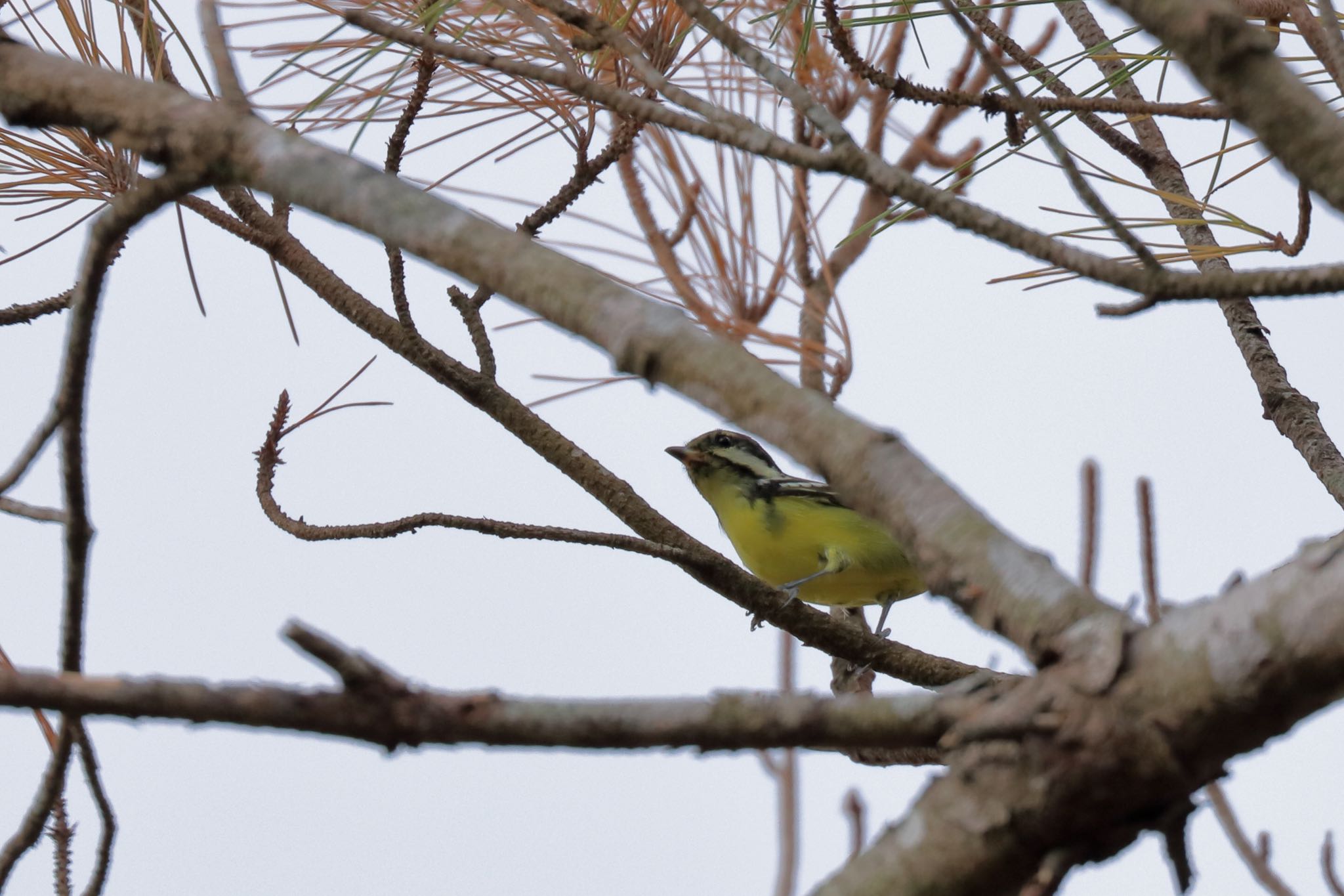 Photo of Yellow-bellied Tit at 沖縄県浦添市 by Zakky