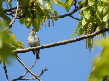 Asian Brown Flycatcher 京都市宝ヶ池公園 Sun, 4/17/2022