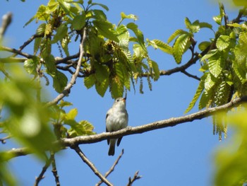 Asian Brown Flycatcher 京都市宝ヶ池公園 Sun, 4/17/2022