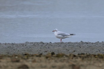 Black-headed Gull 具志干潟 Mon, 11/13/2017