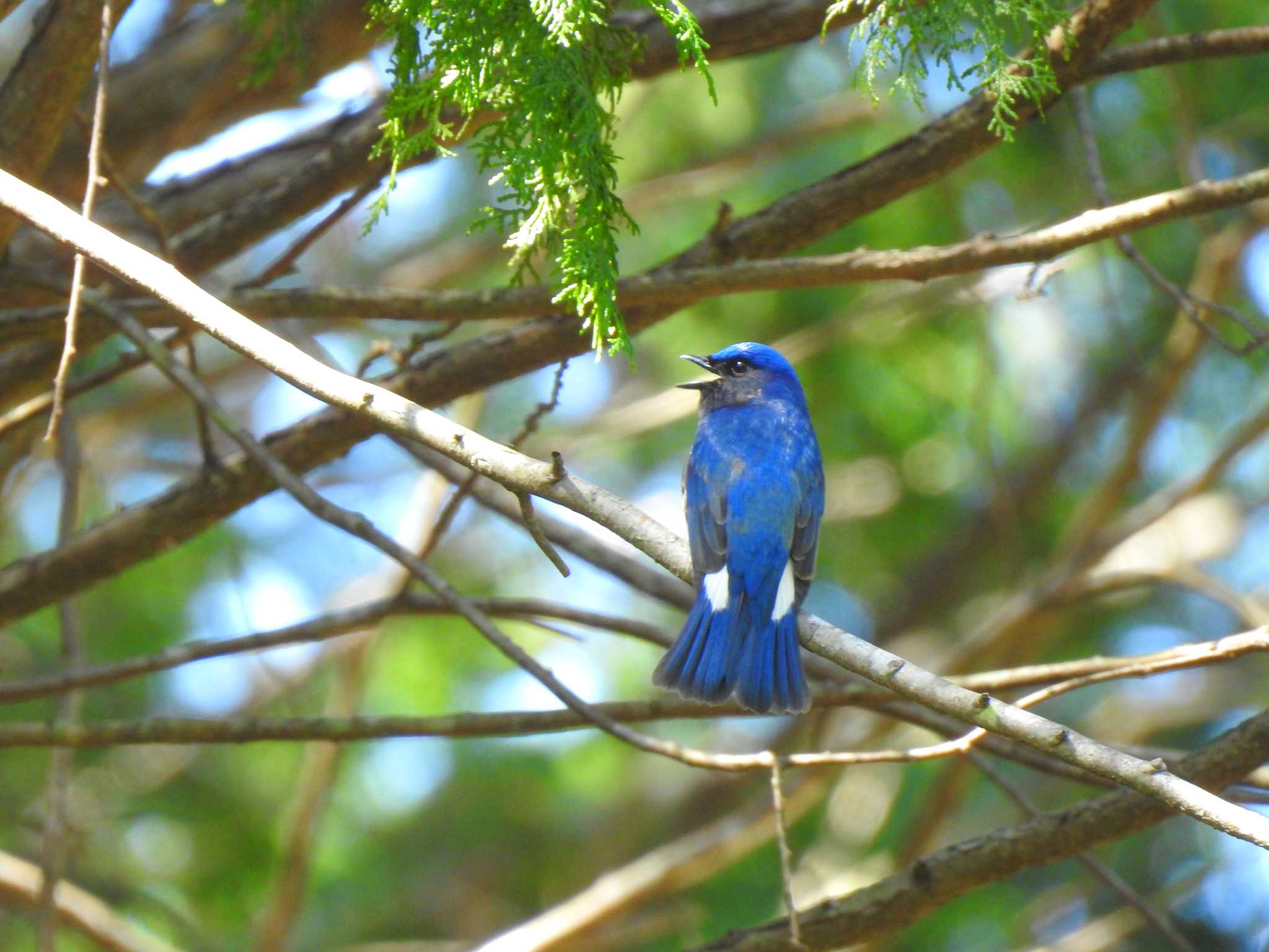 Blue-and-white Flycatcher