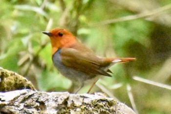 2022年4月17日(日) 秋ヶ瀬公園の野鳥観察記録