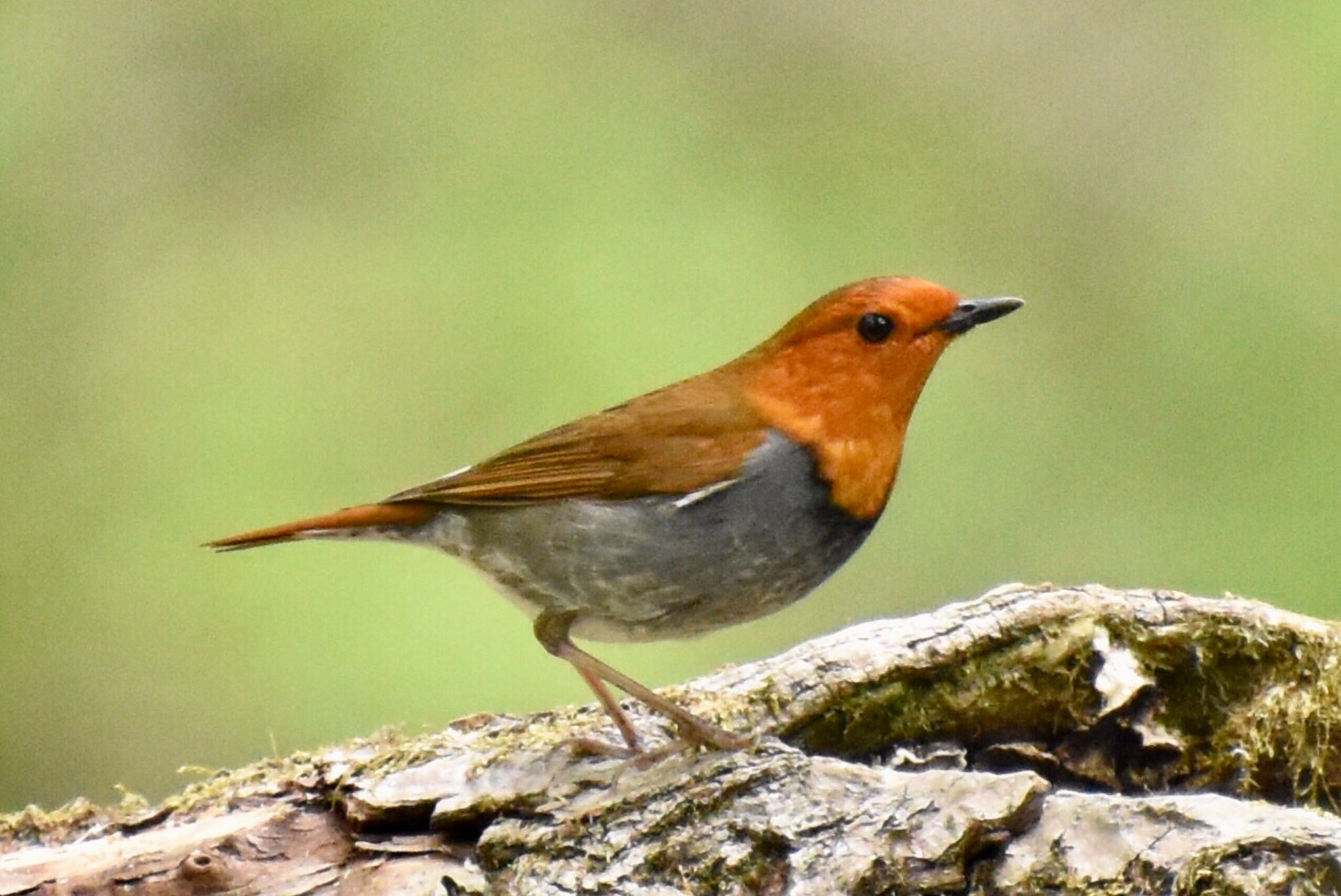 Japanese Robin