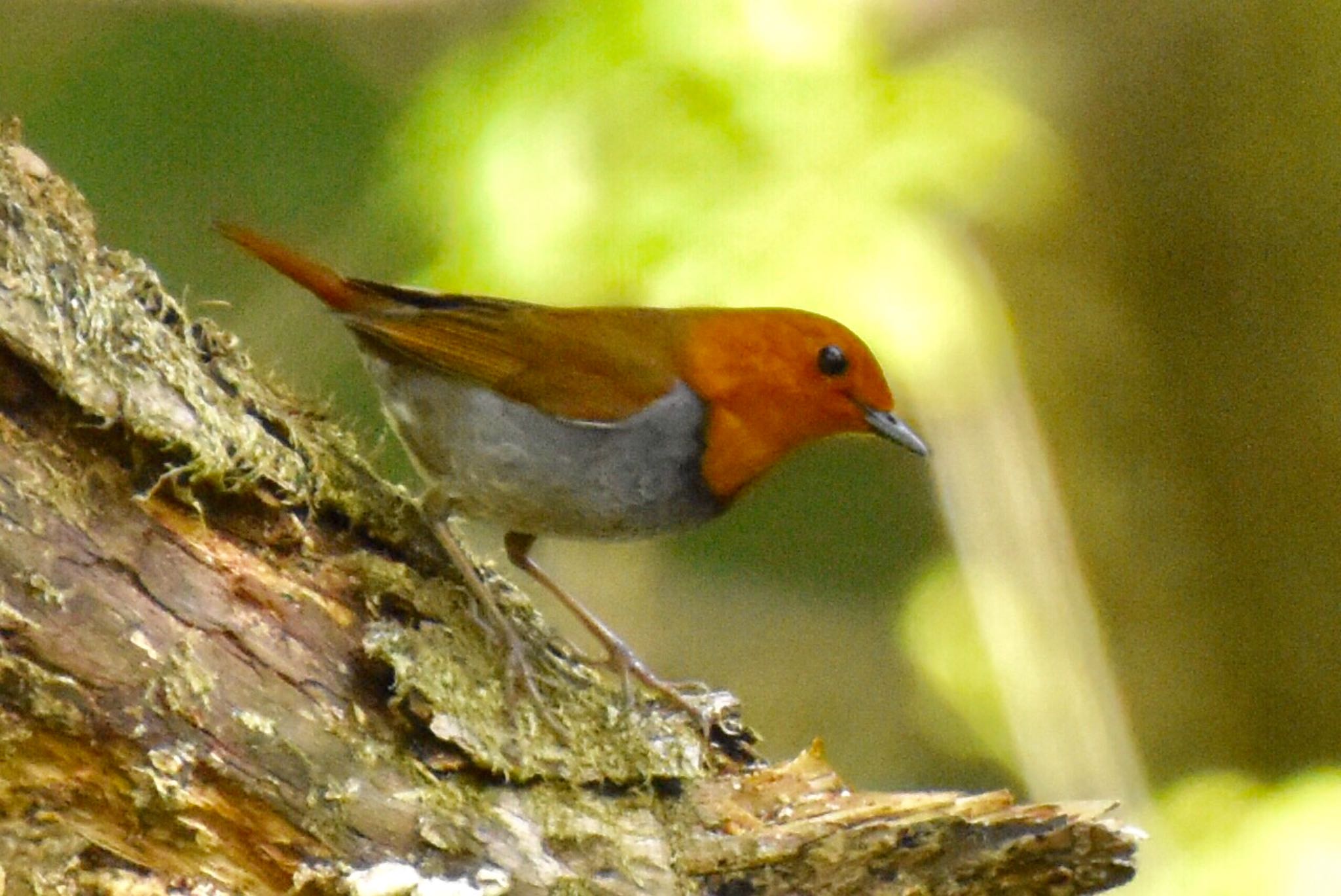 Japanese Robin