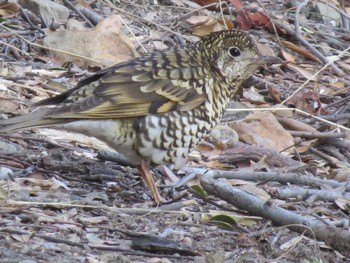 White's Thrush 和歌山市 Sat, 2/14/2015