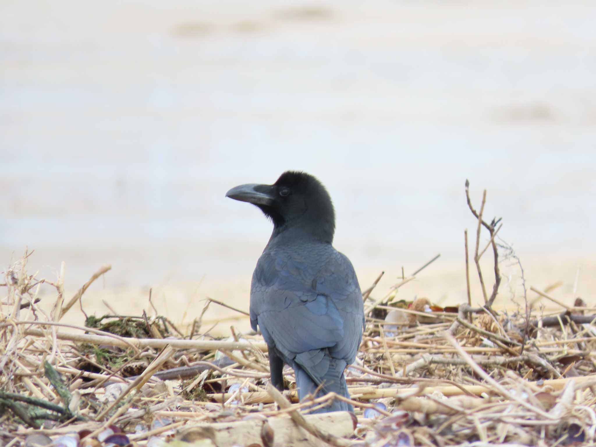 Photo of Large-billed Crow at 高松干潟(四日市) by sword-fish8240